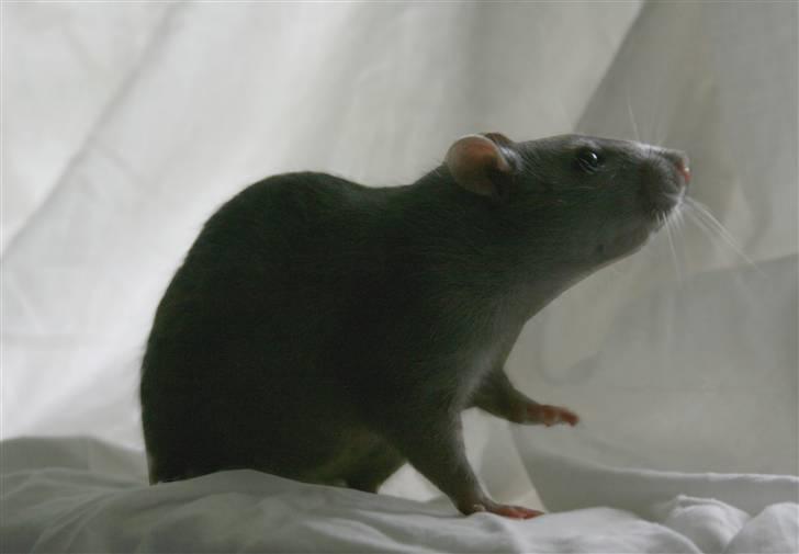 Tamrotte Charlie billede 13