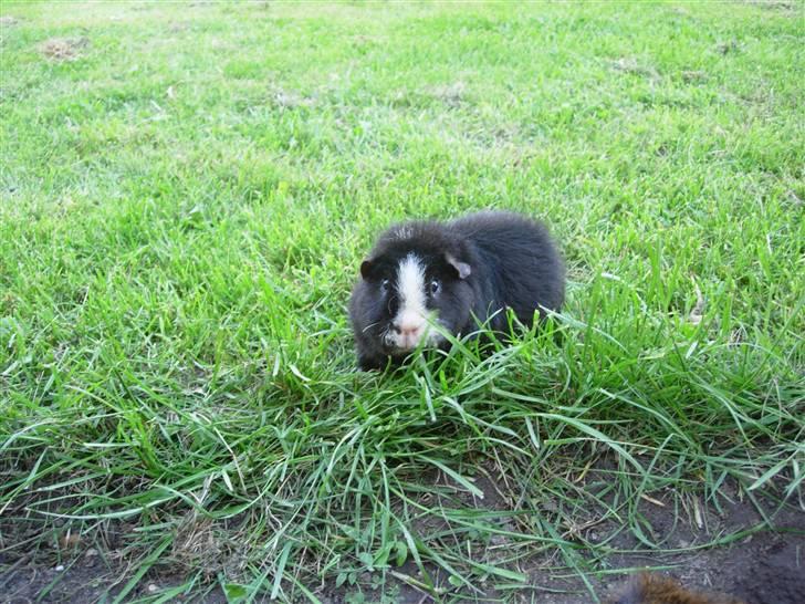 Marsvin Teddy billede 7