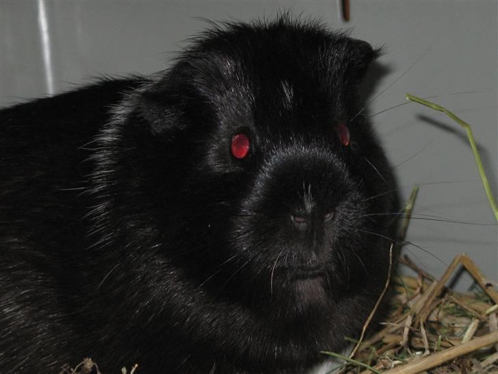 Marsvin Penelope - Modellen Penelope xD billede 9