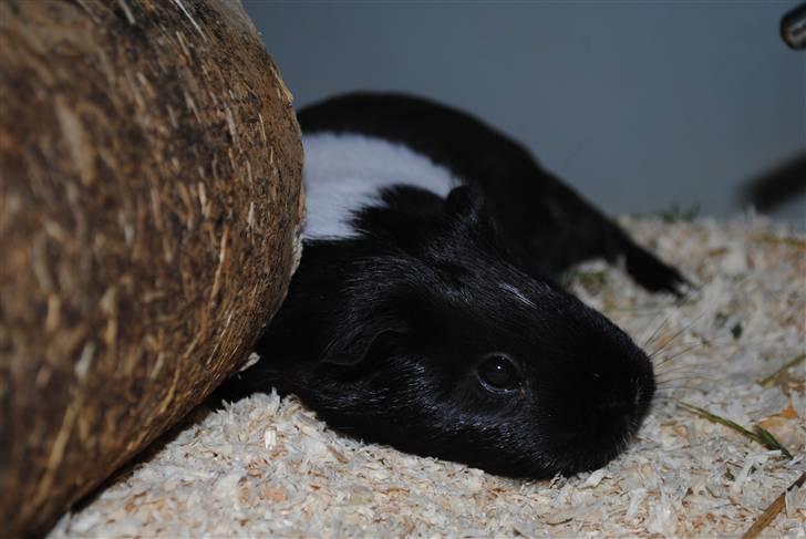 Marsvin Penelope - Nuurh <´3 billede 11