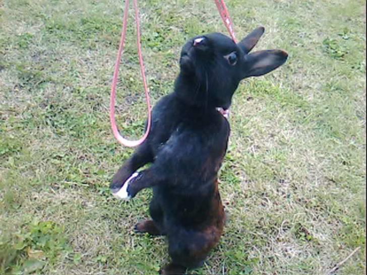 Kanin Sorte. (Rikkes) billede 1