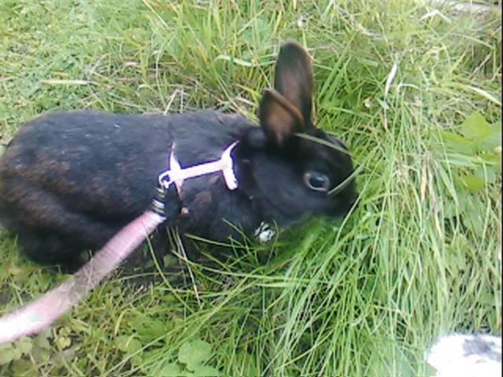 Kanin Sorte. (Rikkes) billede 2