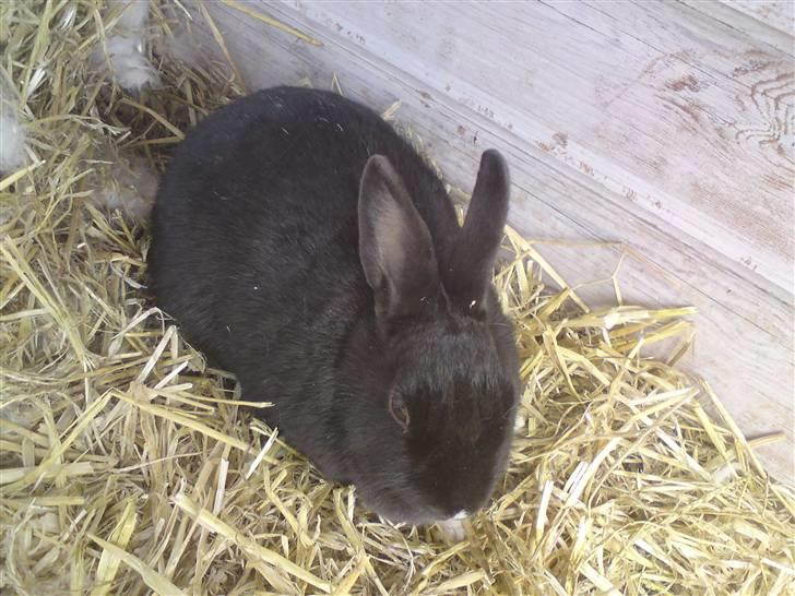 Kanin Sorte. (Rikkes) billede 3