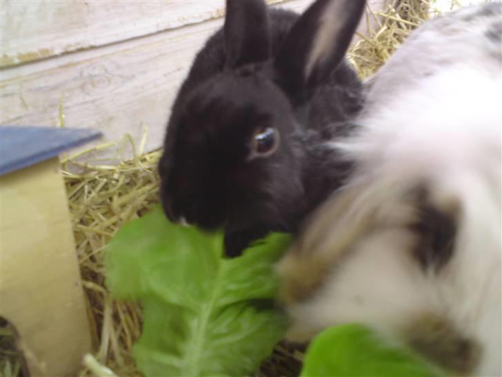 Kanin Sorte. (Rikkes) billede 4