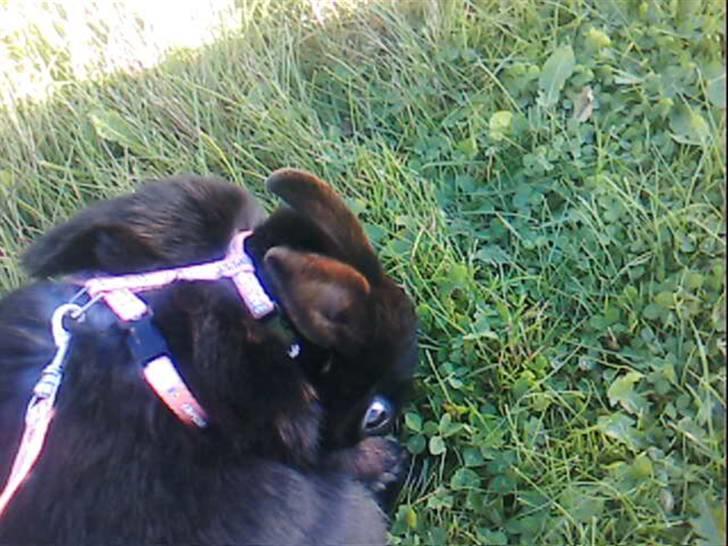 Kanin Sorte. (Rikkes) billede 7