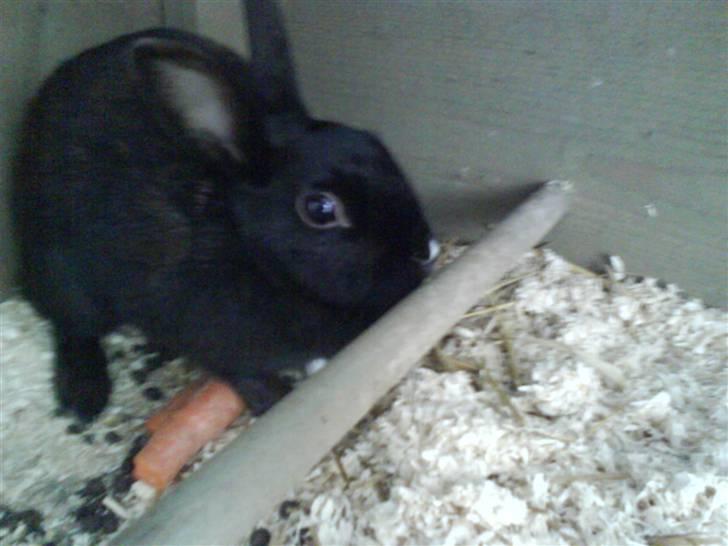 Kanin Sorte. (Rikkes) billede 8