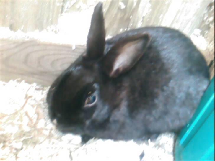 Kanin Sorte. (Rikkes) billede 9