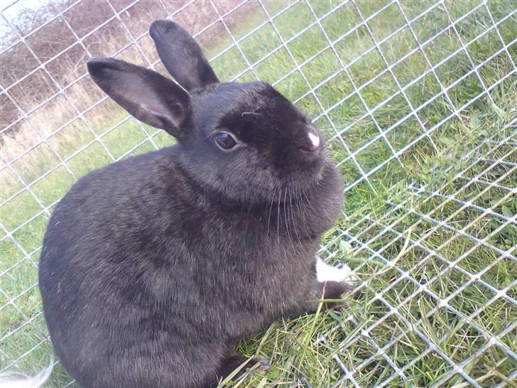 Kanin Sorte. (Rikkes) billede 10