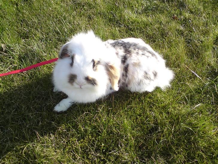 Kanin Snus (Rikkes) billede 1