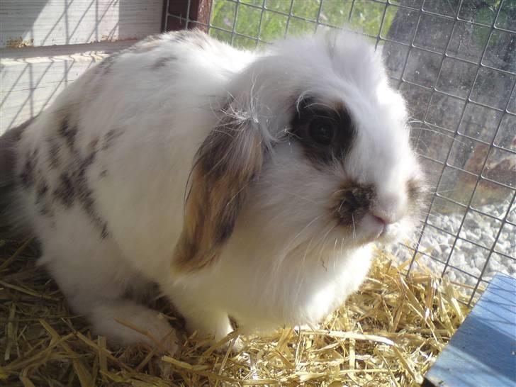 Kanin Snus (Rikkes) billede 2