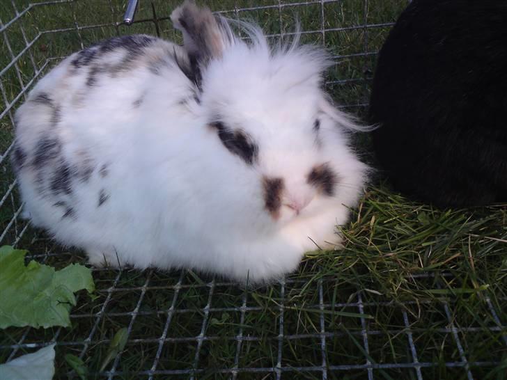 Kanin Snus (Rikkes) billede 3