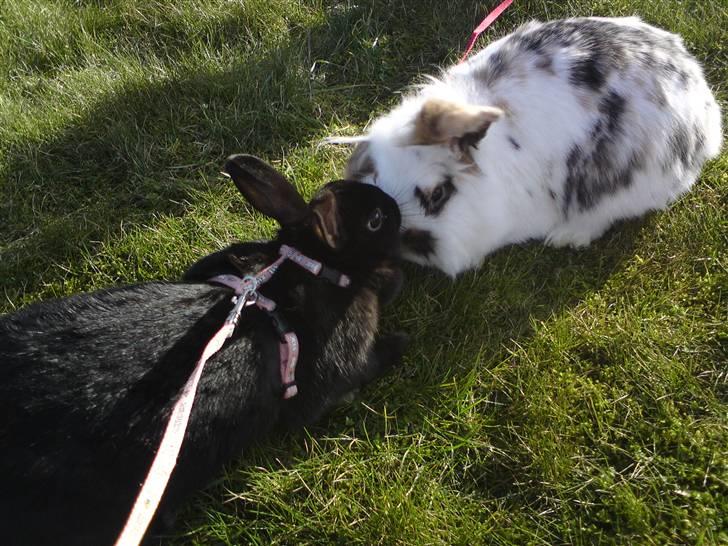 Kanin Snus (Rikkes) - Når de to hygger sig mest (; billede 4