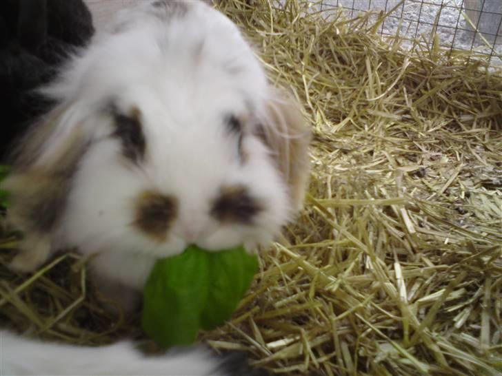 Kanin Snus (Rikkes) billede 5