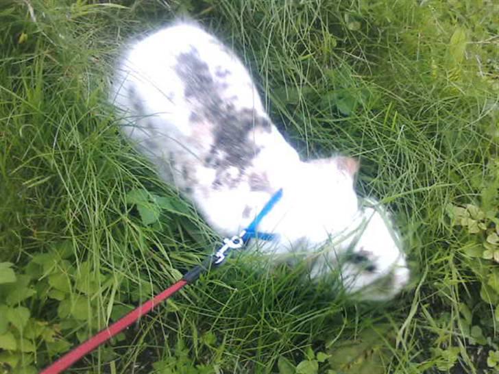 Kanin Snus (Rikkes) - Hmm mon hun opdager hvis jeg løber nu?  billede 6