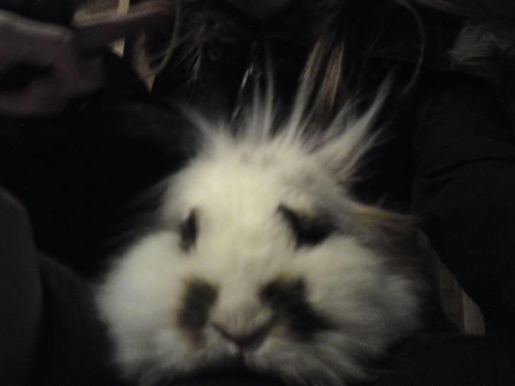 Kanin Snus (Rikkes) billede 7