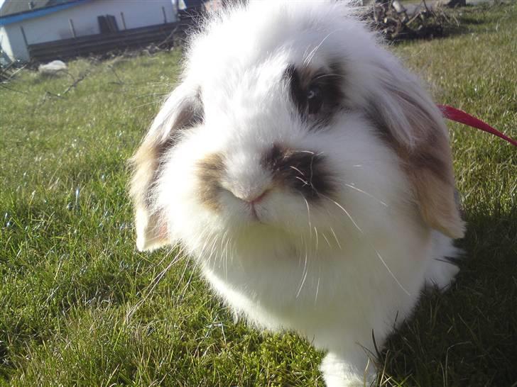 Kanin Snus (Rikkes) billede 8