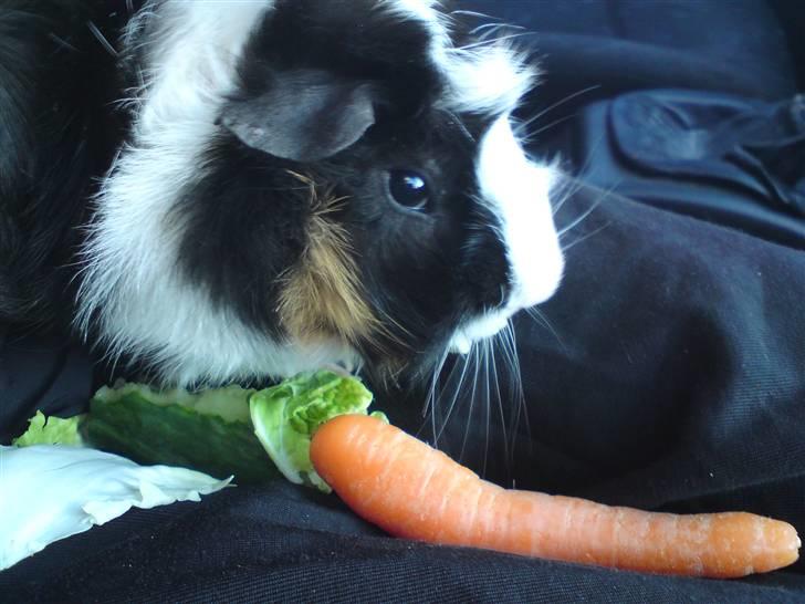 Marsvin Tot (Rikkes) Desværre død billede 1