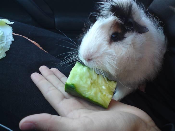 Marsvin Tot (Rikkes) Desværre død billede 2