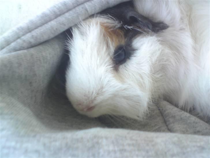 Marsvin Tot (Rikkes) Desværre død billede 3