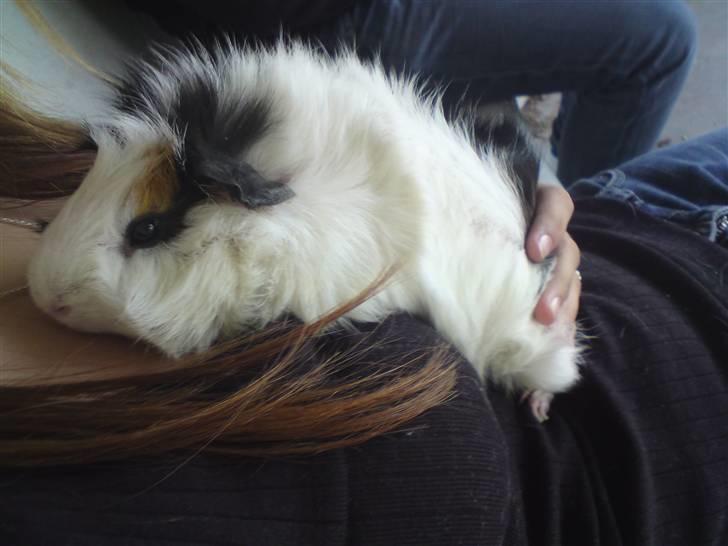 Marsvin Tot (Rikkes) Desværre død billede 4