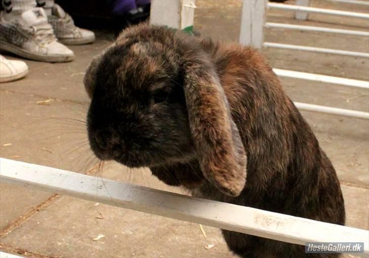 Kanin Don ø R.I.P :`( billede 11