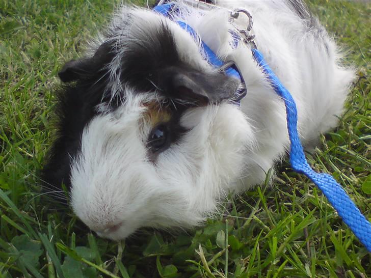 Marsvin Tot (Rikkes) Desværre død billede 5