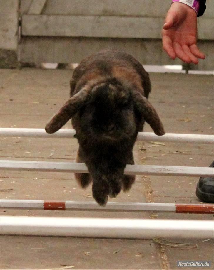 Kanin Don ø R.I.P :`( billede 12