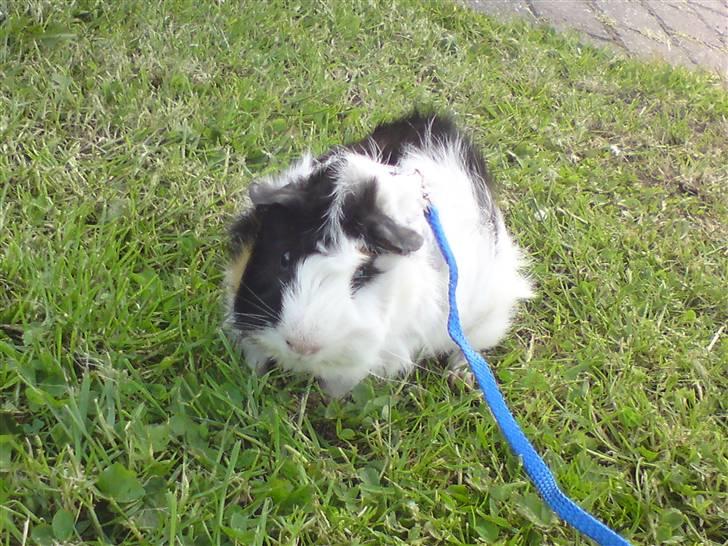 Marsvin Tot (Rikkes) Desværre død billede 6