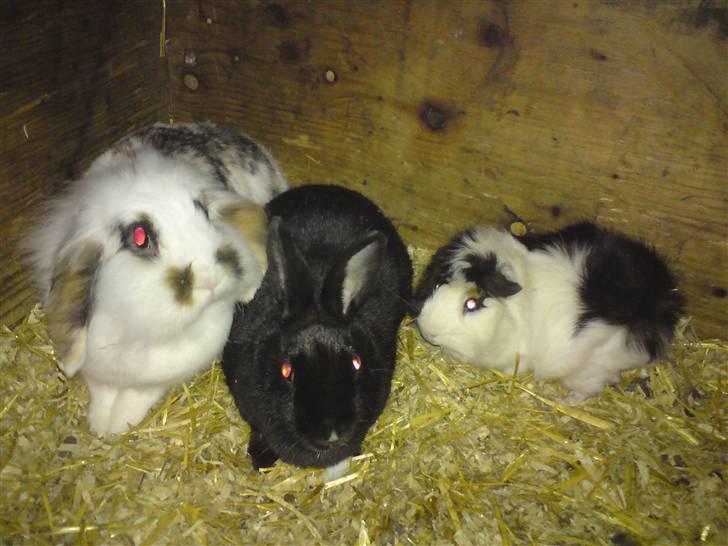 Marsvin Tot (Rikkes) Desværre død - Dem alle 3 (; billede 7