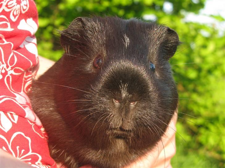 Marsvin Penelope - Nuurh, min lille skatte mus :´) billede 13