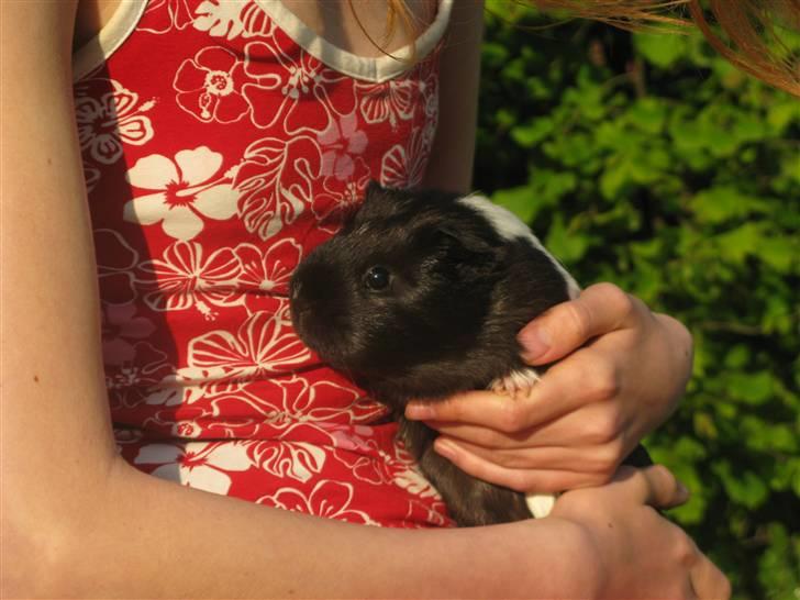 Marsvin Penelope - Min veninde holder Penelope :´D billede 15