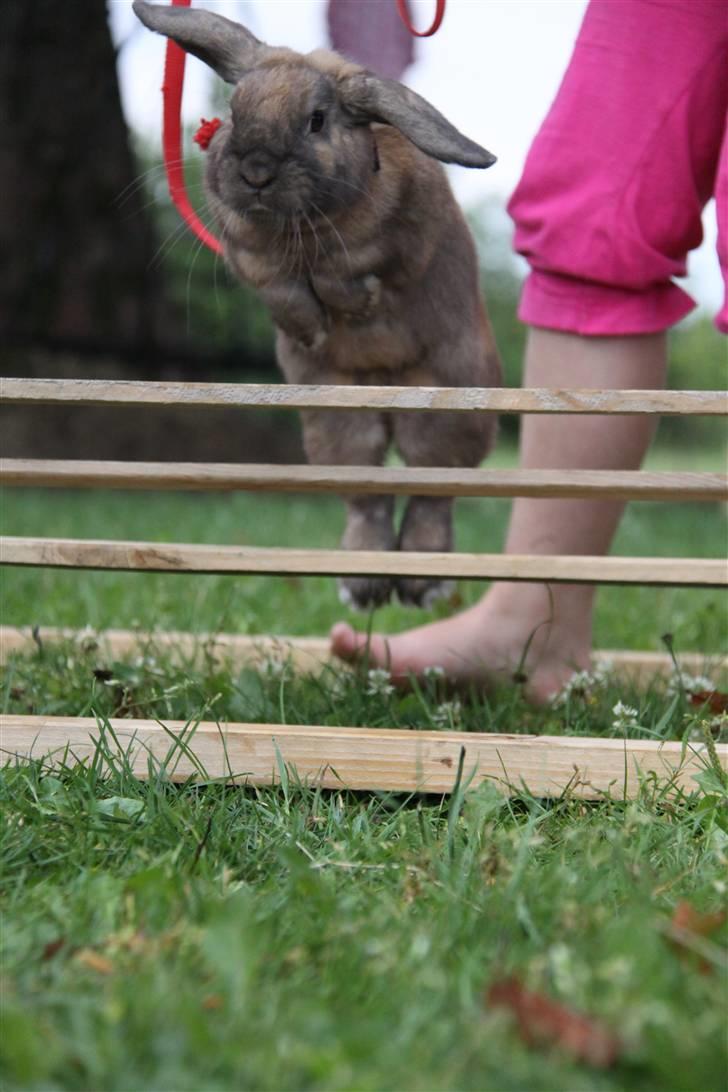 Kanin Ludvig R.I.P billede 1