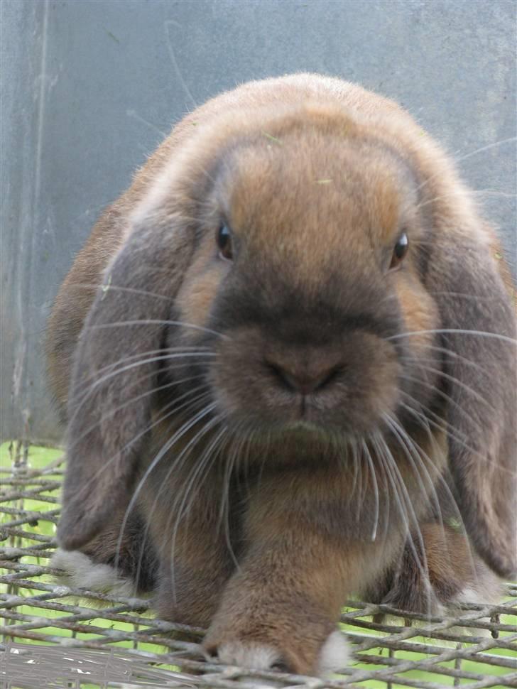 Kanin Ludvig R.I.P billede 2