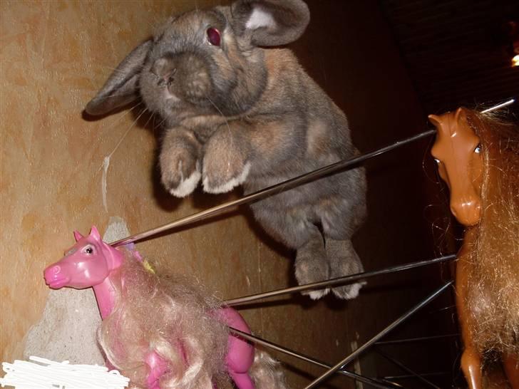 Kanin Ludvig R.I.P billede 3