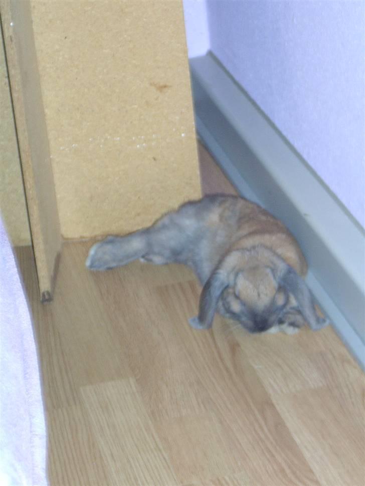 Kanin Ludvig R.I.P billede 4