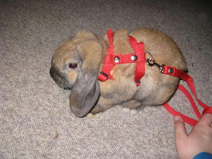 Kanin Ludvig R.I.P billede 5