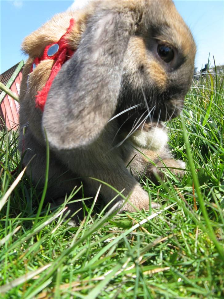 Kanin Ludvig R.I.P billede 6