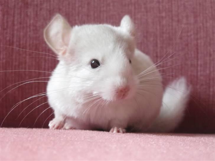 Chinchilla Furrytails' Madonna - Fræk Donna, der mest af alt bare sidder og ser fin ud. billede 1