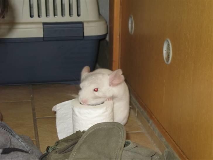 Chinchilla Furrytails' Madonna - Der biddes i toiletrulle. Det sjoveste ved at være på løbetur. billede 2
