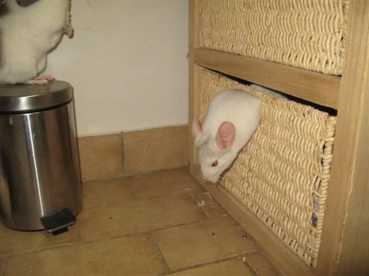 Chinchilla Furrytails' Madonna - På vej ud af en skuffe med håndklæder. De kan blive meget flade sådan nogle dyr. billede 3