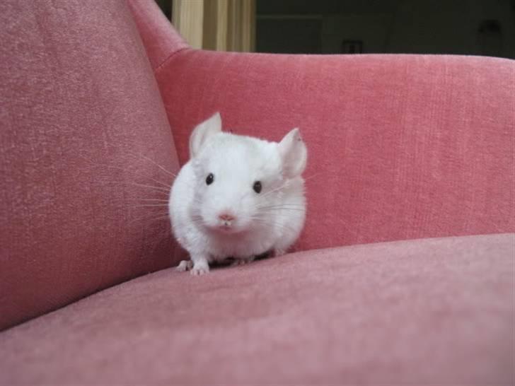 Chinchilla Furrytails' Madonna - Sådan ser en fræk chinchilla ud ;) Hun sidder og pønser på et eller andet billede 4
