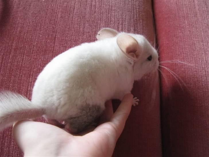 Chinchilla Furrytails' Madonna - Et par uger og man kan se hendes fine plet billede 5