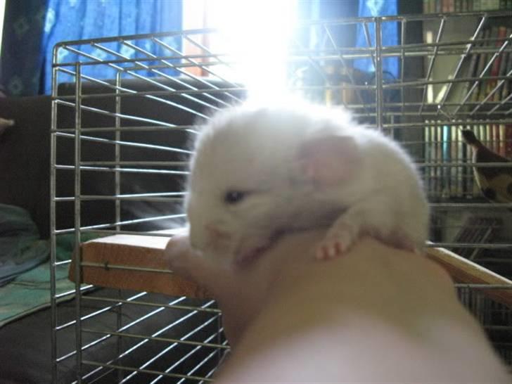 Chinchilla Furrytails' Madonna - Hun er 1 eller 2 dage gammel på det her billede billede 6
