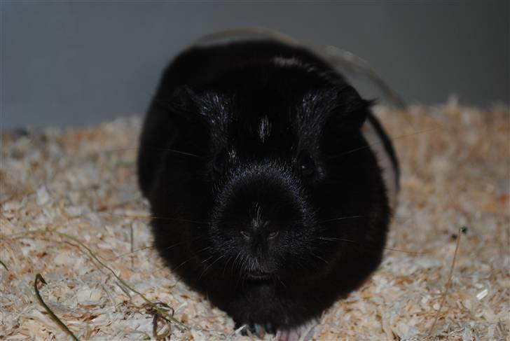 Marsvin Penelope - Skønne lille Lope :´) billede 20