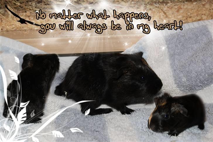 Marsvin Martha *RIP 27/6 2014* billede 6