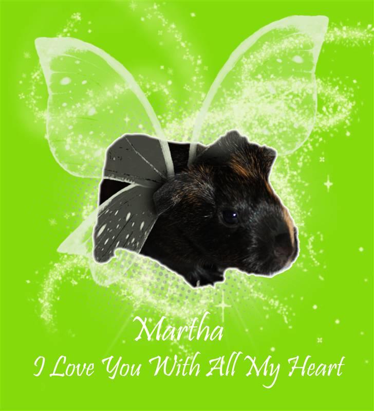 Marsvin Martha *RIP 27/6 2014* billede 7