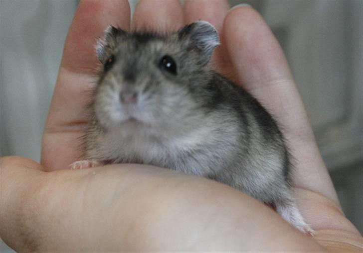 Dværghamster Elliott *RIP* <3 billede 1