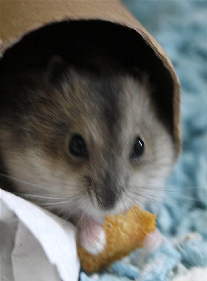 Dværghamster Elliott *RIP* <3 billede 2