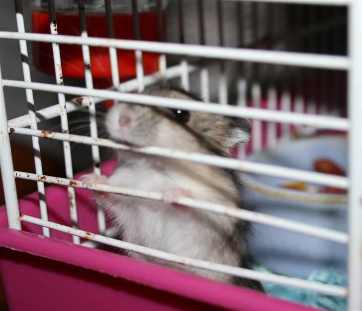 Dværghamster Elliott *RIP* <3 billede 3