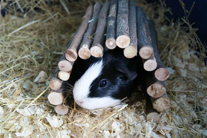 Marsvin Misha billede 9